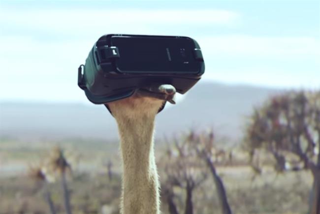 Partner Content: How an international collaboration helped launch a flightless bird