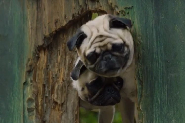 PETA responds to Vodafone Pug row