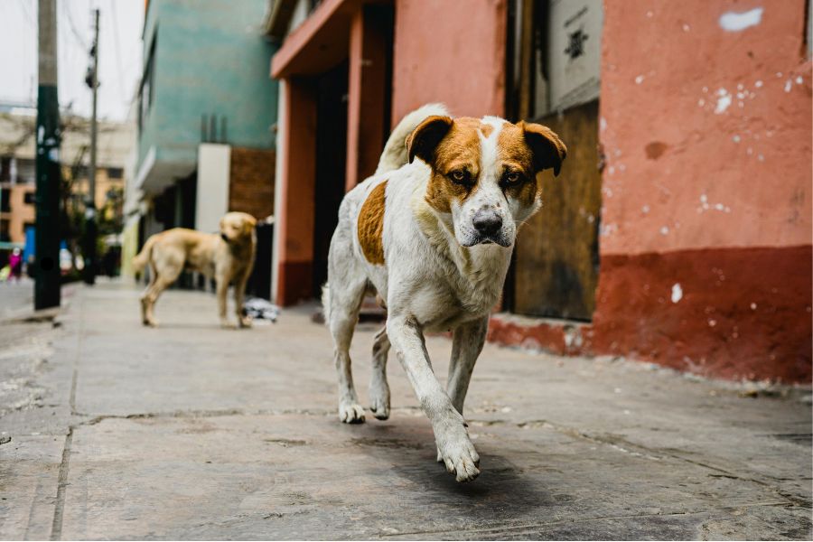 A stray barks the truth in satirical courtroom verse