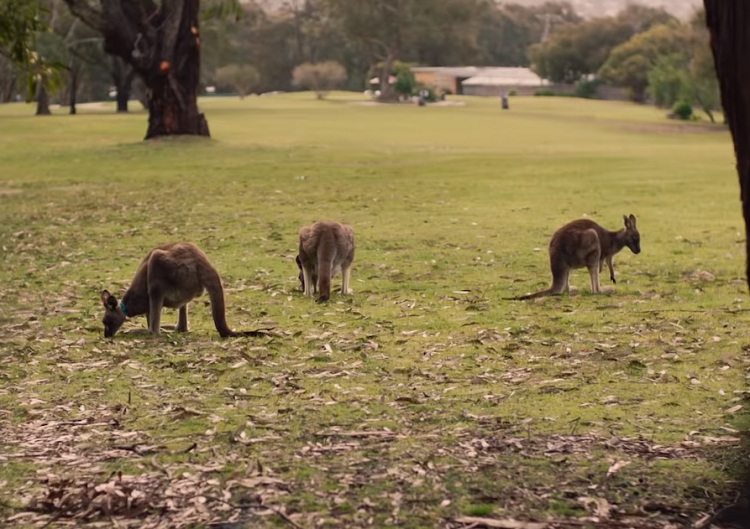 Tourism Australia to continue to capitalise on media opportunity offered by T20 World Cups